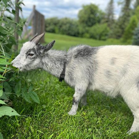 Gîte - La ruée vers l’orge Trois-Rivières Extérieur photo